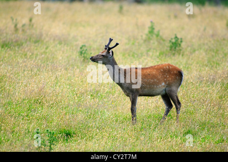 A single sika deer UK Stock Photo