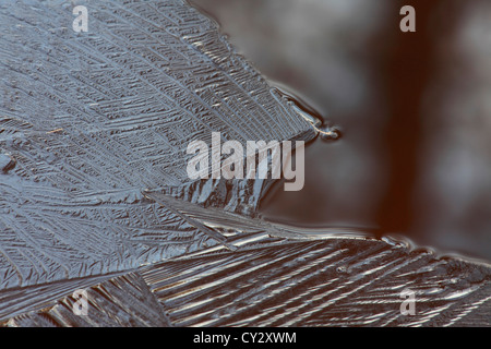 First ice growing on a pond in late autumn Stock Photo