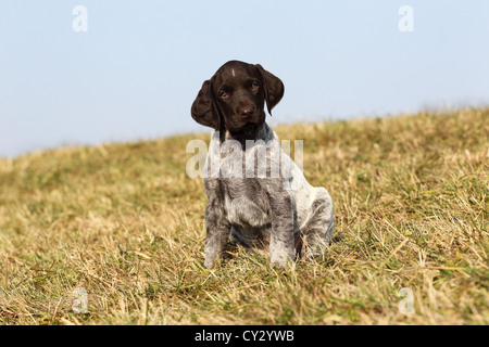 German wirehaired Pointer Puppy Stock Photo