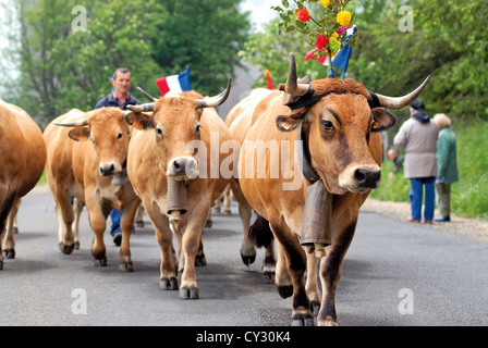 France, Midi-Pyrenees: Cow parade during Transhumance in Aubrac Stock Photo