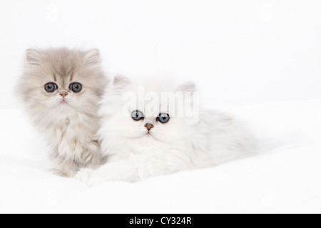 Persian Kitten Stock Photo