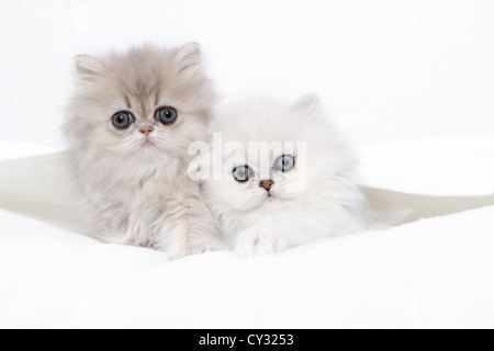 Persian Kitten Stock Photo