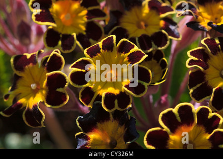 Gold Edged Brown Primroses. Primula Polyanthus 'Gold Laced' Stock Photo