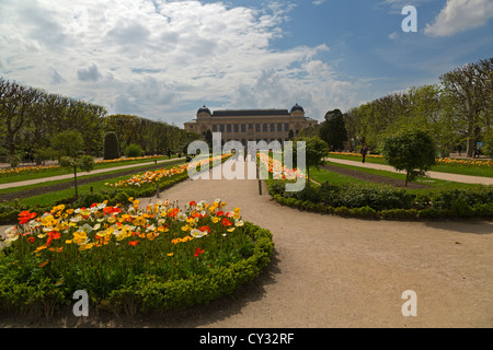 Display of poppies in spring flowerbeds at the Jardin des Plantes, Paris Stock Photo