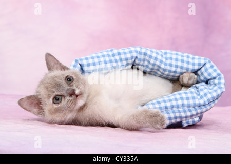 Burmese kitten Stock Photo