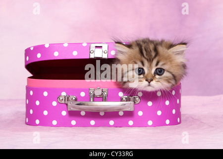 Persian kitten Stock Photo