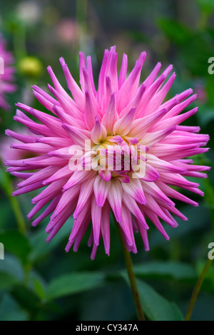 Dahlia ,Ruskin Andrea,Close up RHS Wisley Gardens Surrey England Stock Photo