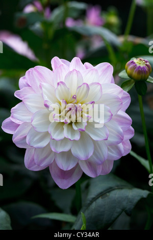 Dahlia Blue Wish Close up RHS Wisley Gardens Surrey England Stock Photo