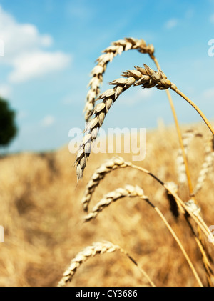 Ripe wheat against blue sky Stock Photo