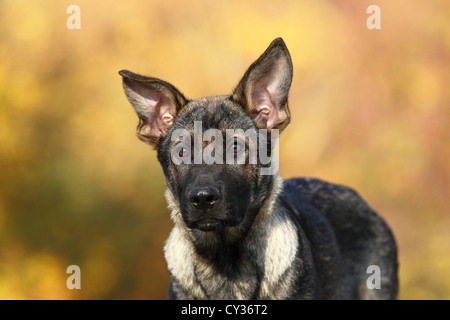 young German Shepherd Stock Photo