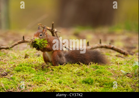 Red Squirrel (Sciurus vulgaris) Photographed in Formby Woods, Merseyside Stock Photo