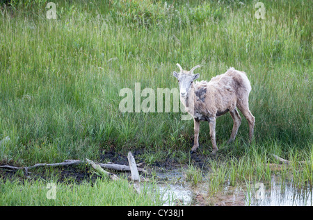 Big horn sheep in Rocky Mountain National Park, Colorado. Stock Photo