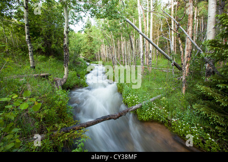 A stream flows through a forest in Colorado. Stock Photo