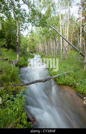 A stream flows through a forest in Colorado. Stock Photo