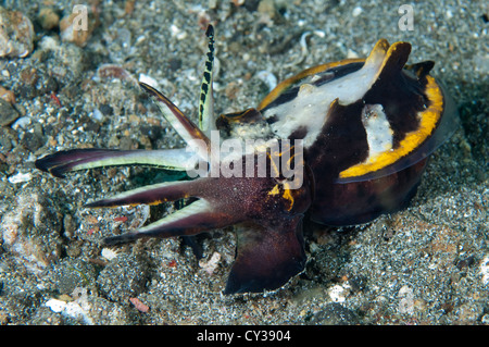 A Flamboyant Cuttlefish with arms extended in Lembeh Strait, North Sulawesi. Stock Photo