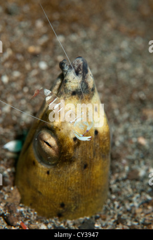 A Blacksaddle Snake Eel in the sand with a cleaner shrimp in Lembeh Strait, North Sulawesi. Stock Photo