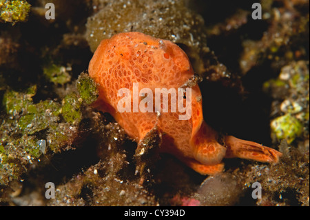 A Painted Frogfish in Lembeh Strait, North Sulawesi. Stock Photo