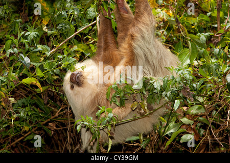 Three-toed sloth in Costa Rica. Stock Photo