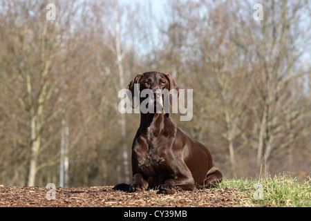 lying German shorthaired Pointer Stock Photo