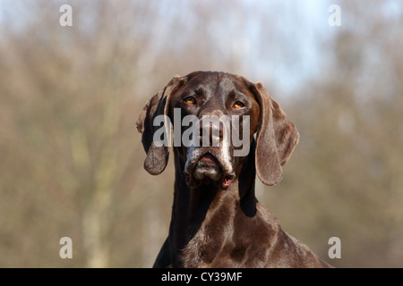 German shorthaired Pointer Portrait Stock Photo