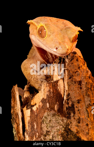 Crested Gecko, Rhacodactylus ciliatus, Native to New Caledonia Stock Photo