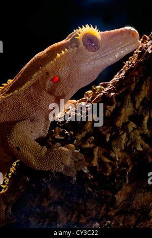 Crested Gecko, Rhacodactylus ciliatus, Native to New Caledonia Stock Photo