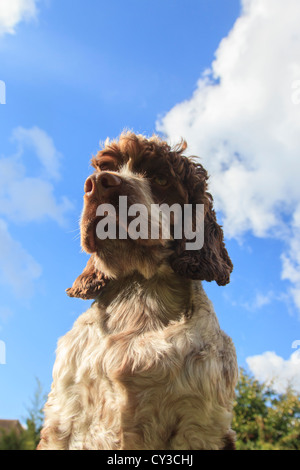 Cocker Spaniel viewed from below Stock Photo