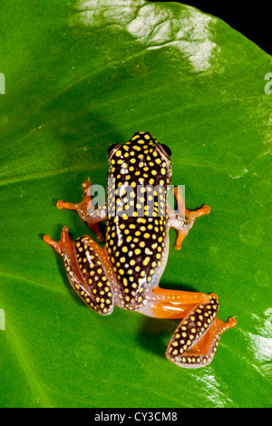 Starry Night Reed Frog, Heterixalus alboguttatus, Native to Madagascar. Habitat: Dense Rain Forest Stock Photo