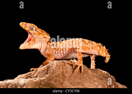 Rough Knob-tail Gecko, Nephrurus amyae, Native to Western Australia. Habitat: Desert to Semi Desert Areas Stock Photo