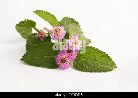 Close-up of Bushy Matgrass (Lippia alba) flowers and leaves on white background Stock Photo