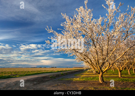 Almonds trees in the Sacramento Valley of northern California in bloom. Stock Photo