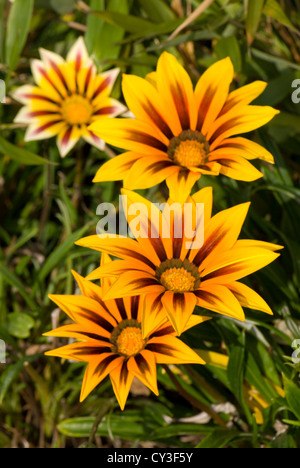 Gazanias...also known as treasure flowers... Stock Photo