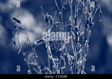 Frost is glittering on a withered flower on a cold autumn morning. Black and white photograph, toned blue. Stock Photo