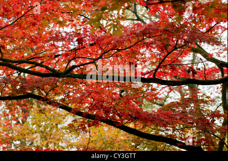 Acer palmatum red leafs in autumn Stock Photo