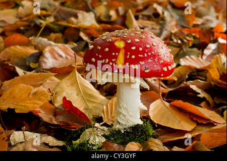 Fly agaric with autum leafs Stock Photo