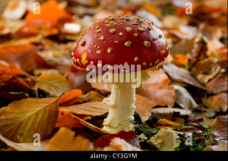 Fly agaric with autum leafs Stock Photo