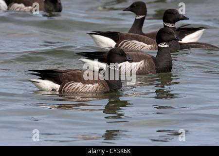 Brant Geese Branta bernicla feeding on herring spawn along the shoreline at Parksville Bay, Vancouver Island, BC in March Stock Photo