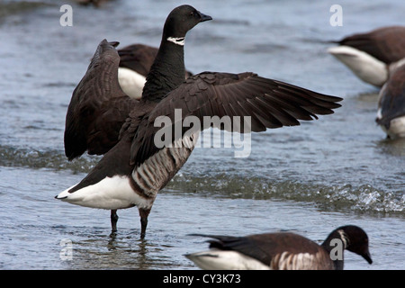 Brant Goose Branta bernicla stretching wings along the shoreline at Parksville Bay, BC, Canada in March during herring spawn Stock Photo