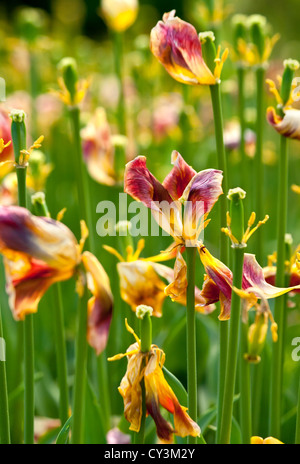 Dry Tulip Field Stock Photo
