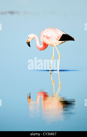 Andean Flamingo (Phoenicoparrus andinus), Chile Stock Photo