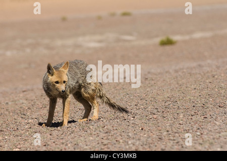 South American Grey Fox (Lycalopex griseus) Stock Photo