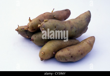 Sample of six second early salad potato (Solanum tuberosum) cultivar 'Ratte' (synonyms: 'Asparge', 'Cornichon') tubers Stock Photo