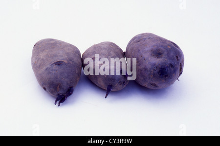 Sample of 3 second early potato tubers 'Shetland Black', Scottish c1900, beginning to sprout (chit), on a white background. Stock Photo