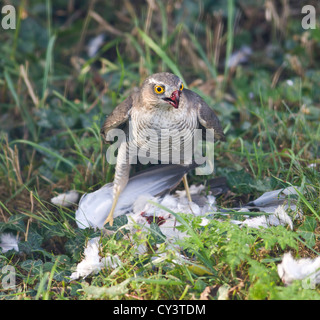 Female Sparrowhawk Accipiter nisus feeding on Wood Pigeon Stock Photo
