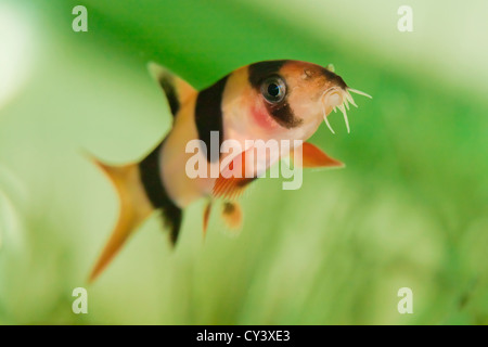 Clown Loach (Chromobotia macracanthus) in a home aquarium. Stock Photo