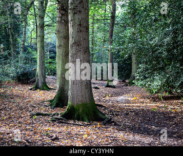 A path through the forest  - Esher Common Stock Photo