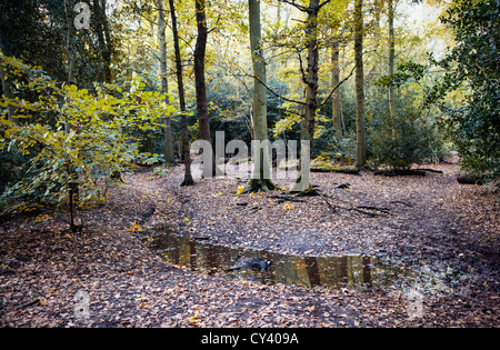 Muddy pathway through the Autumnal trees - Esher Common Stock Photo