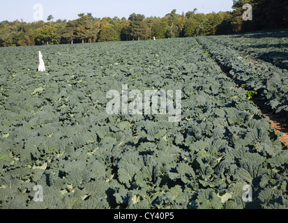 Brassica cabbage plants growing in field Sutton, Suffolk, England Stock Photo