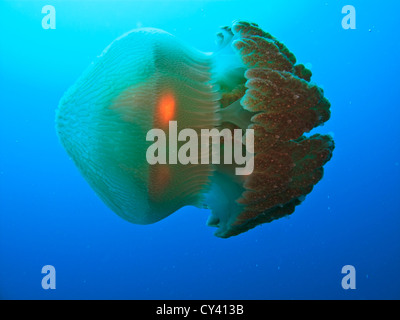 Closeup of Box jellyfish swimming on its side in the Coral Sea at the Great Barrier Reef  in Australia Stock Photo