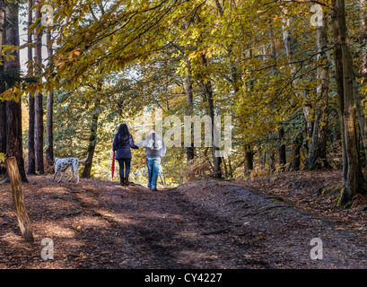 A young couple walking their Dalmatian dog in the woods of Esher Common Stock Photo